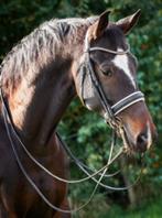 Ervaren 14-jarig dressuurpaard, ZZ, Gechipt, Ruin, Dressuurpaard