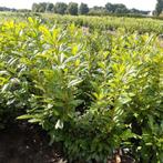 Mooie volle laurier novita haagplant, Ophalen, Laurier, 100 tot 250 cm