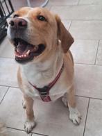 Lieve labrador kruising., CDV (hondenziekte), Teef, Labrador retriever, Eén hond