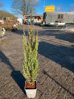 Jeneverbes - Juniperus communis, Tuin en Terras, Volle zon, Vaste plant, Bloeit niet, Ophalen