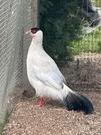 Te koop man witte oorfazant, Mannelijk, Tropenvogel