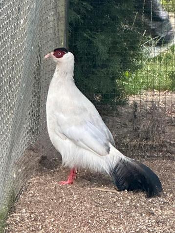 Te koop man witte oorfazant beschikbaar voor biedingen