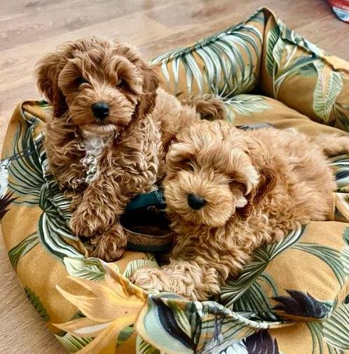 FB1 Cockapoo Pups / Amerikaanse cockerspaniël Dwerg Poedel, Dieren en Toebehoren, Honden | Chihuahua's en Gezelschapshonden, Meerdere dieren