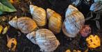 Archachatina marginata ovum, Overige soorten, Tam