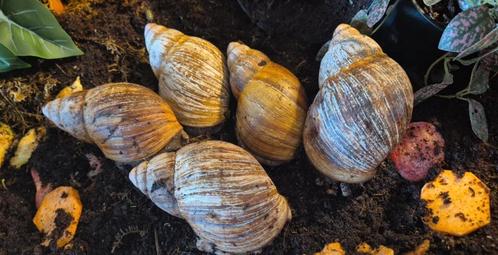 Archachatina marginata ovum, Dieren en Toebehoren, Reptielen en Amfibieën, Overige soorten, Tam