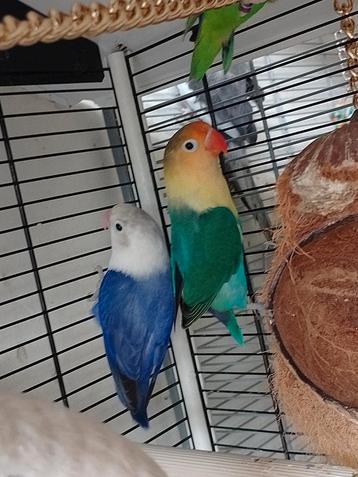 Pale follow en terquoise agapornis man met DNA certificaat.  beschikbaar voor biedingen