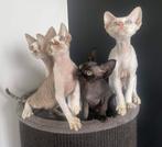 Devon Rex Kitten Male, Kater, Gechipt, 0 tot 2 jaar