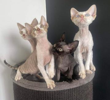 Devon Rex Kitten Male beschikbaar voor biedingen