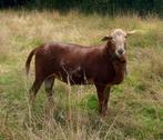Nolana ram gezocht, Dieren en Toebehoren, Mannelijk, Schaap