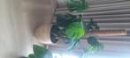 Plant monstera, Ophalen, Overige soorten, In pot, Minder dan 100 cm