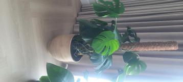 Plant monstera beschikbaar voor biedingen