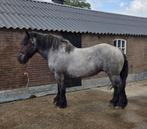 Trekpaard  Zwartschimmel (blauwschimmel), Dieren en Toebehoren, Paarden, Merrie, Met stamboom, 7 tot 10 jaar, Onbeleerd