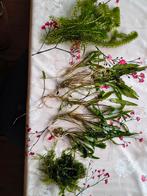 Aquariumplanten, Dieren en Toebehoren, Ophalen