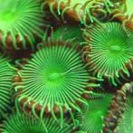 Propalitoa koraal zeewateraquarium, Dieren en Toebehoren, Vissen | Aquariumvissen, Overige typen