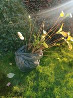 Gratis Hortensia, Tuin en Terras, Ophalen, Overige soorten, Halfschaduw