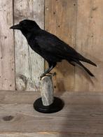 Nieuw opgezette kraai, Ophalen of Verzenden, Nieuw, Vogel, Opgezet dier
