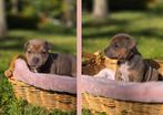 Stafford mix pups, Overige rassen, CDV (hondenziekte), 8 tot 15 weken, Meerdere