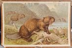 Gemeiner Biber (Castor fiber) / illustrator onbekend, Antiek en Kunst, Ophalen, Geschiedenis