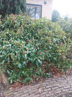 Grote Skimmia, Tuin en Terras, Planten | Struiken en Hagen, Ophalen of Verzenden