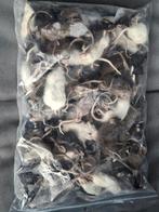 Diepvries muizen, ratten, hamsters en degoes voor reptielen, Ophalen, Nieuw, Overige typen
