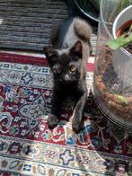 Prachtige zwarte kitten, Dieren en Toebehoren, Katten en Kittens | Overige Katten, Kater, 0 tot 2 jaar