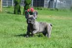 Franse bulldog pups direct beschikbaar, Dieren en Toebehoren, Honden | Bulldogs, Pinschers en Molossers, Nederland, Rabiës (hondsdolheid)