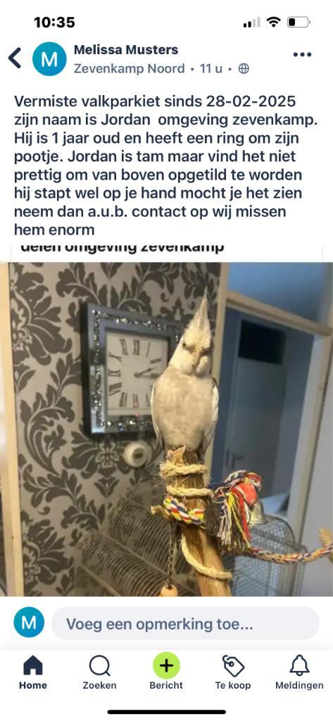 Vermiste valkparkiet sinds 28-02-2025, Dieren en Toebehoren, Vogels | Overige Vogels, Tropenvogel, Geslacht onbekend, Tam
