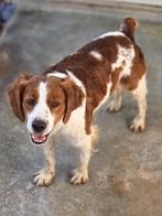 ACE: Nestor is een mooi en goed hondje, Dieren en Toebehoren, Honden | Setters en Staande honden, Particulier, Rabiës (hondsdolheid)