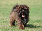 Leuke Boomer Raffi., Dieren en Toebehoren, Honden | Chihuahua's en Gezelschapshonden, Nederland, 15 weken tot 1 jaar, CDV (hondenziekte)