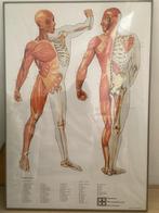 Anatomie Poster - Spieren - Ingelijst, Ophalen, Natuur en Biologie
