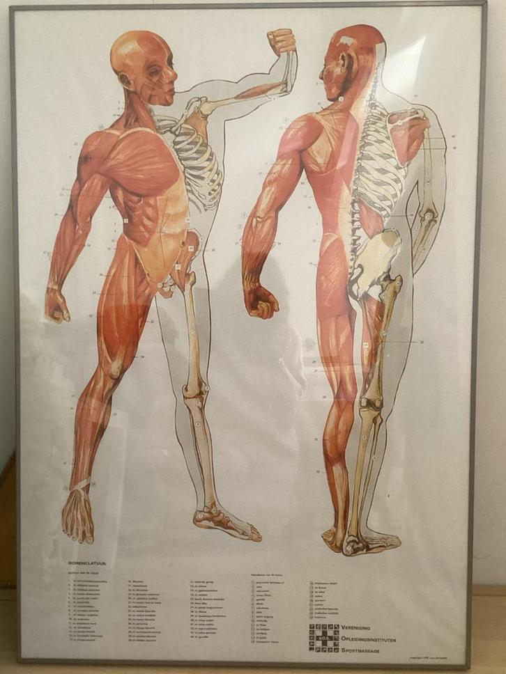 Anatomie Poster - Spieren - Ingelijst, Antiek en Kunst, Antiek | Schoolplaten, Natuur en Biologie, Ophalen