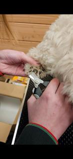 Nagels knippen huisdier, Dieren en Toebehoren, Ophalen, Nieuw