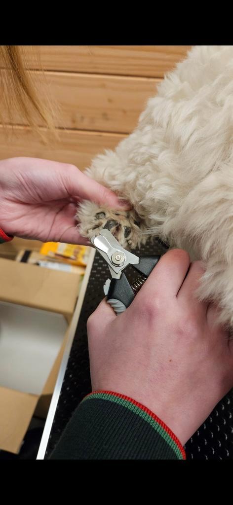 Nagels knippen huisdier, Dieren en Toebehoren, Overige Dieren-accessoires, Nieuw, Ophalen