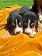Grote Zwitserse Sennen pups, Rabiës (hondsdolheid), Overige rassen, 8 tot 15 weken, Meerdere