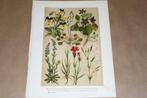 Antieke kleurenlitho - Viooltje Kruisbloem Zonnedauw etc !!, Antiek en Kunst, Ophalen of Verzenden