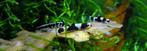 Panda Goby Protomyzon; eigen kweek prachtige kleuren!, Dieren en Toebehoren, Vis, Zoetwatervis, Schoolvis