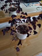 Leuke Oxalis huisplant, Ophalen, Overige soorten, Halfschaduw, In pot