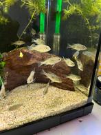 Malawi cichliden jongen, Dieren en Toebehoren, Vissen | Aquariumvissen, Vis