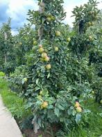 Elstar appelbomen (8 jaar oud) (grote en kleine bomen), Ophalen, Lente, Volle zon, Appelboom