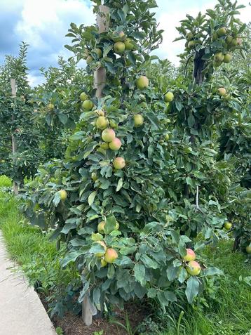 Elstar appelbomen (8 jaar oud) (grote en kleine bomen) beschikbaar voor biedingen