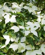GROTE KORNOELJE KOUSA 2,5M, Tuin en Terras, Planten | Bomen, Ophalen, Volle zon, Overige soorten