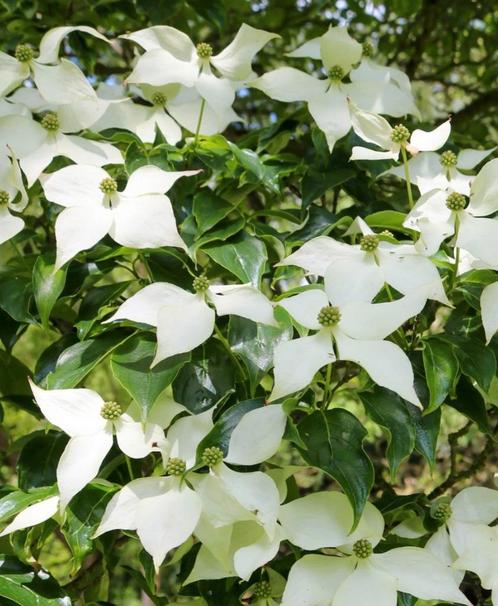 GROTE KORNOELJE KOUSA 2,5M, Tuin en Terras, Planten | Bomen, Overige soorten, Volle zon, Ophalen