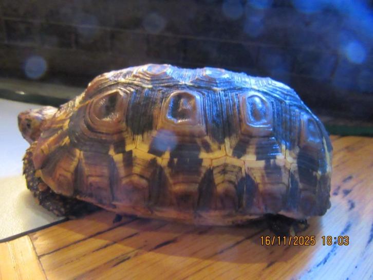 Kinixys belliana Nogueyi