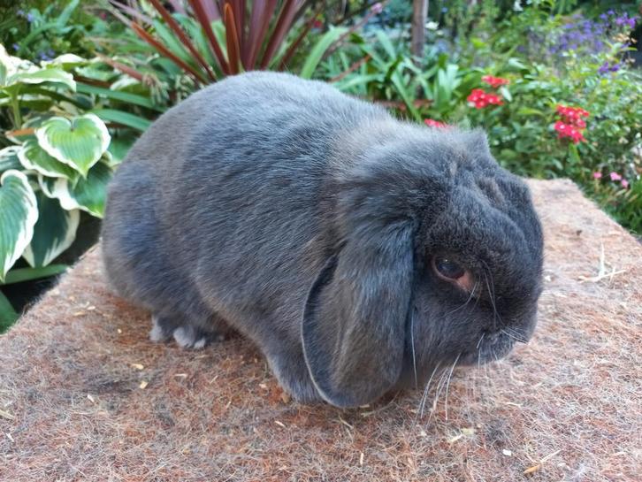 Te koop ex fokvoedster Nederlandse Hangoor Dwerg Blauw, Dieren en Toebehoren, Konijnen, Dwerg, Vrouwelijk, 3 tot 5 jaar, Hangoor