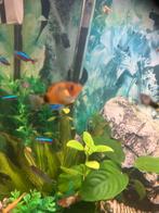 Aantal platty’s te koop, Vis