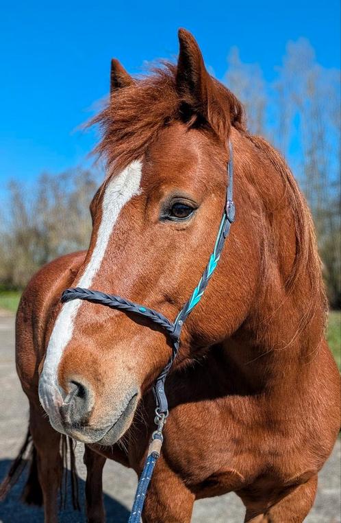 Rij / grondwerk halster, Dieren en Toebehoren, Paarden en Pony's | Hoofdstellen en Tuigage, Nieuw, Overige soorten, Verzenden