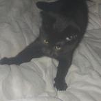 Kittens, Ophalen, Nieuw