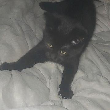 Kittens beschikbaar voor biedingen