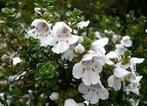 Prostanthera cuneata planten, bodembedekkend, Overige soorten, Vaste plant, Ophalen of Verzenden, Halfschaduw