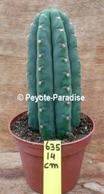 Valse San Pedro Cactus - Niet Trichocereus pachanoi (UC635), Cactus, In pot, Bloeiende kamerplant, Volle zon